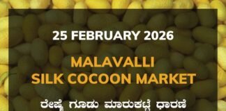 Malavalli Silk Cocoon Market: 25 February 2025 Malavalli Silk Cocoon Market Price Rate ಮಳವಳ್ಳಿ ರೇಷ್ಮೆ ಗೂಡು ಮಾರುಕಟ್ಟೆ ಧಾರಣೆ