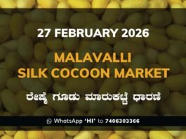 Malavalli Silk Cocoon Market Price Rate ಮಳವಳ್ಳಿ ರೇಷ್ಮೆ ಗೂಡು ಮಾರುಕಟ್ಟೆ ಧಾರಣೆ