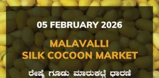 Malavalli Silk Cocoon Market: 05 February 2025 Malavalli Silk Cocoon Market Price Rate ಮಳವಳ್ಳಿ ರೇಷ್ಮೆ ಗೂಡು ಮಾರುಕಟ್ಟೆ ಧಾರಣೆ