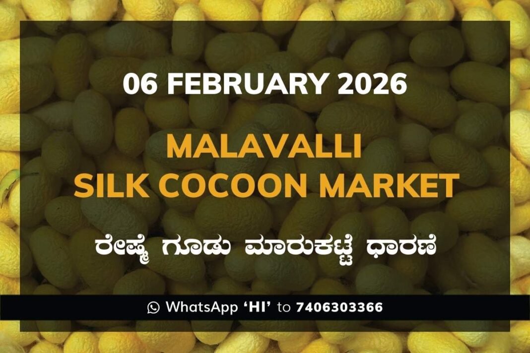 Malavalli Silk Cocoon Market Price Rate ಮಳವಳ್ಳಿ ರೇಷ್ಮೆ ಗೂಡು ಮಾರುಕಟ್ಟೆ ಧಾರಣೆ