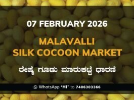 Malavalli Silk Cocoon Market Price Rate ಮಳವಳ್ಳಿ ರೇಷ್ಮೆ ಗೂಡು ಮಾರುಕಟ್ಟೆ ಧಾರಣೆ
