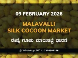 Malavalli Silk Cocoon Market Price Rate ಮಳವಳ್ಳಿ ರೇಷ್ಮೆ ಗೂಡು ಮಾರುಕಟ್ಟೆ ಧಾರಣೆ