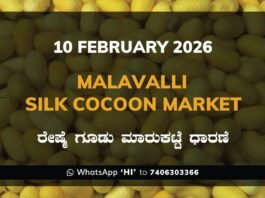Malavalli Silk Cocoon Market Price Rate ಮಳವಳ್ಳಿ ರೇಷ್ಮೆ ಗೂಡು ಮಾರುಕಟ್ಟೆ ಧಾರಣೆ