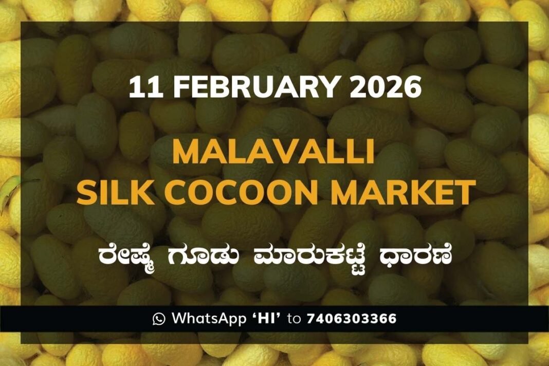 Malavalli Silk Cocoon Market Price Rate ಮಳವಳ್ಳಿ ರೇಷ್ಮೆ ಗೂಡು ಮಾರುಕಟ್ಟೆ ಧಾರಣೆ