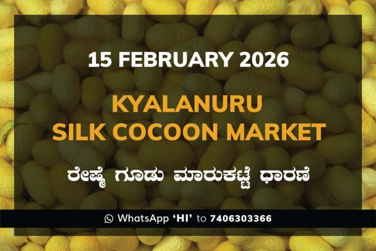 Kyalanur Government Silk Cocoon Market Daily Rate Report ಕ್ಯಾಲನೂರು ರೇಷ್ಮೆ ಗೂಡು ಮಾರುಕಟ್ಟೆ ಧಾರಣೆ