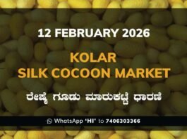 Kolar Silk Cocoon Market: 12 February 2026 Kolar Silk Cocoon Market Price Rate ಕೋಲಾರ ರೇಷ್ಮೆ ಗೂಡು ಮಾರುಕಟ್ಟೆ ಧಾರಣೆ