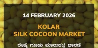 Kolar Silk Cocoon Market: 14 February 2026 Kolar Silk Cocoon Market Price Rate ಕೋಲಾರ ರೇಷ್ಮೆ ಗೂಡು ಮಾರುಕಟ್ಟೆ ಧಾರಣೆ