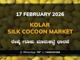 Kolar Silk Cocoon Market Price Rate ಕೋಲಾರ ರೇಷ್ಮೆ ಗೂಡು ಮಾರುಕಟ್ಟೆ ಧಾರಣೆ