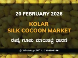 Kolar Silk Cocoon Market: 20 February 2026 Kolar Silk Cocoon Market Price Rate ಕೋಲಾರ ರೇಷ್ಮೆ ಗೂಡು ಮಾರುಕಟ್ಟೆ ಧಾರಣೆ