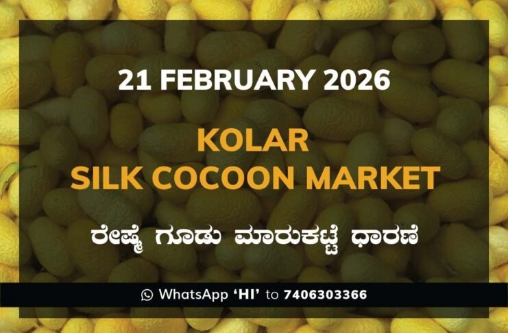 Kolar Silk Cocoon Market Price Rate ಕೋಲಾರ ರೇಷ್ಮೆ ಗೂಡು ಮಾರುಕಟ್ಟೆ ಧಾರಣೆ