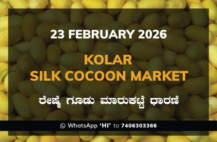 Kolar Silk Cocoon Market Price Rate ಕೋಲಾರ ರೇಷ್ಮೆ ಗೂಡು ಮಾರುಕಟ್ಟೆ ಧಾರಣೆ