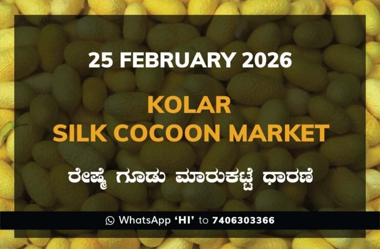 Kolar Silk Cocoon Market Price Rate ಕೋಲಾರ ರೇಷ್ಮೆ ಗೂಡು ಮಾರುಕಟ್ಟೆ ಧಾರಣೆ