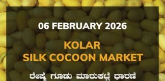 Kolar Silk Cocoon Market: 06 February 2026 Kolar Silk Cocoon Market Price Rate ಕೋಲಾರ ರೇಷ್ಮೆ ಗೂಡು ಮಾರುಕಟ್ಟೆ ಧಾರಣೆ