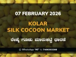 Kolar Silk Cocoon Market Price Rate ಕೋಲಾರ ರೇಷ್ಮೆ ಗೂಡು ಮಾರುಕಟ್ಟೆ ಧಾರಣೆ