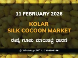 Kolar Silk Cocoon Market Price Rate ಕೋಲಾರ ರೇಷ್ಮೆ ಗೂಡು ಮಾರುಕಟ್ಟೆ ಧಾರಣೆ