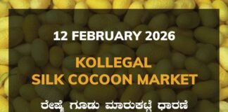 Kollegal Silk Cocoon Market: 12 February 2026 Kollegal Silk Cocoon Market Price Rate ಕೊಳ್ಳೇಗಾಲ ರೇಷ್ಮೆ ಗೂಡು ಮಾರುಕಟ್ಟೆ ಧಾರಣೆ