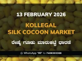 Kollegal Silk Cocoon Market: 13 February 2026 Kollegal Silk Cocoon Market Price Rate ಕೊಳ್ಳೇಗಾಲ ರೇಷ್ಮೆ ಗೂಡು ಮಾರುಕಟ್ಟೆ ಧಾರಣೆ
