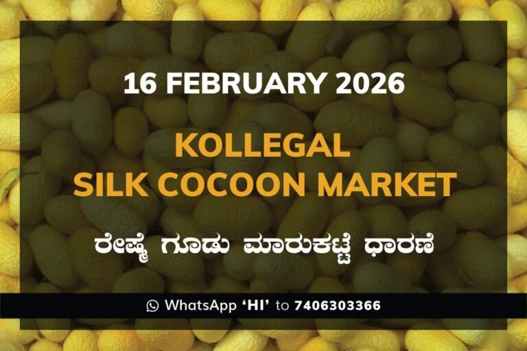 Kollegal Silk Cocoon Market Price Rate ಕೊಳ್ಳೇಗಾಲ ರೇಷ್ಮೆ ಗೂಡು ಮಾರುಕಟ್ಟೆ ಧಾರಣೆ