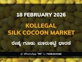 Kollegal Silk Cocoon Market: 18 February 2026 Kollegal Silk Cocoon Market Price Rate ಕೊಳ್ಳೇಗಾಲ ರೇಷ್ಮೆ ಗೂಡು ಮಾರುಕಟ್ಟೆ ಧಾರಣೆ
