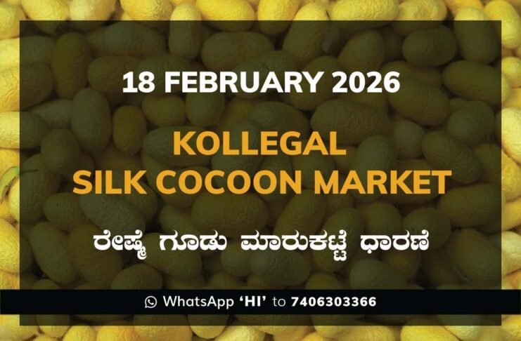 Kollegal Silk Cocoon Market Price Rate ಕೊಳ್ಳೇಗಾಲ ರೇಷ್ಮೆ ಗೂಡು ಮಾರುಕಟ್ಟೆ ಧಾರಣೆ