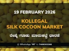 Kollegal Silk Cocoon Market Price Rate ಕೊಳ್ಳೇಗಾಲ ರೇಷ್ಮೆ ಗೂಡು ಮಾರುಕಟ್ಟೆ ಧಾರಣೆ
