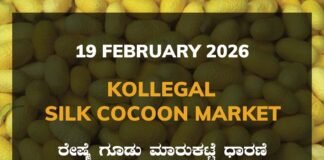 Kollegal Silk Cocoon Market: 19 February 2026 Kollegal Silk Cocoon Market Price Rate ಕೊಳ್ಳೇಗಾಲ ರೇಷ್ಮೆ ಗೂಡು ಮಾರುಕಟ್ಟೆ ಧಾರಣೆ