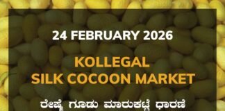 Kollegal Silk Cocoon Market: 24 February 2026 Kollegal Silk Cocoon Market Price Rate ಕೊಳ್ಳೇಗಾಲ ರೇಷ್ಮೆ ಗೂಡು ಮಾರುಕಟ್ಟೆ ಧಾರಣೆ
