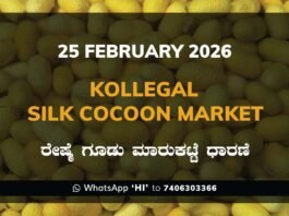 Kollegal Silk Cocoon Market: 25 February 2026 Kollegal Silk Cocoon Market Price Rate ಕೊಳ್ಳೇಗಾಲ ರೇಷ್ಮೆ ಗೂಡು ಮಾರುಕಟ್ಟೆ ಧಾರಣೆ