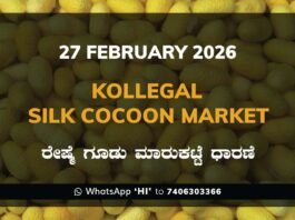 Kollegal Silk Cocoon Market Price Rate ಕೊಳ್ಳೇಗಾಲ ರೇಷ್ಮೆ ಗೂಡು ಮಾರುಕಟ್ಟೆ ಧಾರಣೆ