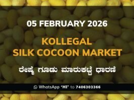 Kollegal Silk Cocoon Market Price Rate ಕೊಳ್ಳೇಗಾಲ ರೇಷ್ಮೆ ಗೂಡು ಮಾರುಕಟ್ಟೆ ಧಾರಣೆ