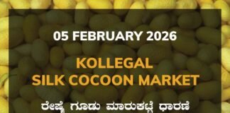 Kollegal Silk Cocoon Market: 05 February 2026 Kollegal Silk Cocoon Market Price Rate ಕೊಳ್ಳೇಗಾಲ ರೇಷ್ಮೆ ಗೂಡು ಮಾರುಕಟ್ಟೆ ಧಾರಣೆ