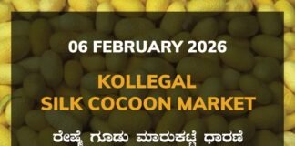 Kollegal Silk Cocoon Market: 06 February 2026 Kollegal Silk Cocoon Market Price Rate ಕೊಳ್ಳೇಗಾಲ ರೇಷ್ಮೆ ಗೂಡು ಮಾರುಕಟ್ಟೆ ಧಾರಣೆ