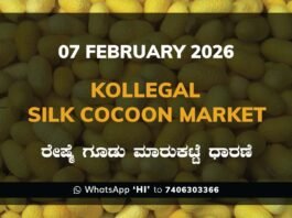 Kollegal Silk Cocoon Market Price Rate ಕೊಳ್ಳೇಗಾಲ ರೇಷ್ಮೆ ಗೂಡು ಮಾರುಕಟ್ಟೆ ಧಾರಣೆ