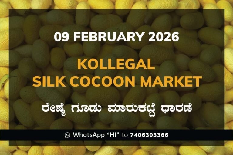 Kollegal Silk Cocoon Market Price Rate ಕೊಳ್ಳೇಗಾಲ ರೇಷ್ಮೆ ಗೂಡು ಮಾರುಕಟ್ಟೆ ಧಾರಣೆ