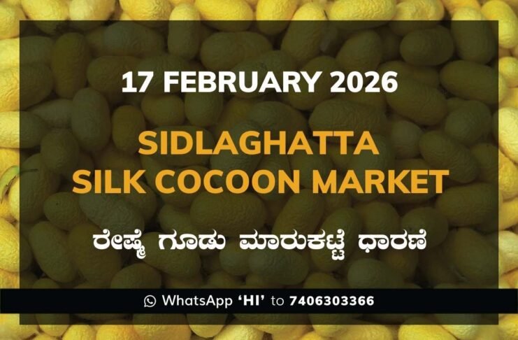Sidlaghatta Government Silk Cocoon Market Daily Rate Report ಶಿಡ್ಲಘಟ್ಟ ರೇಷ್ಮೆ ಗೂಡು ಮಾರುಕಟ್ಟೆ ಧಾರಣೆ