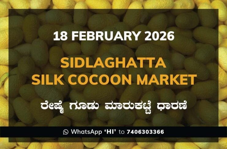 Sidlaghatta Government Silk Cocoon Market Daily Rate Report ಶಿಡ್ಲಘಟ್ಟ ರೇಷ್ಮೆ ಗೂಡು ಮಾರುಕಟ್ಟೆ ಧಾರಣೆ