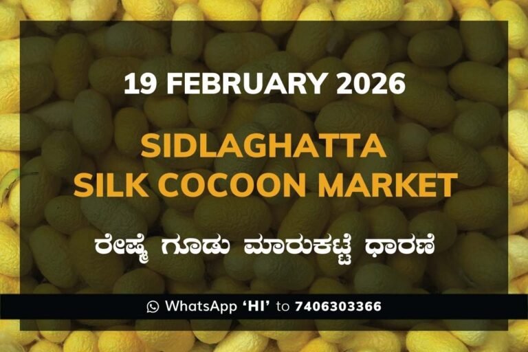 Sidlaghatta Government Silk Cocoon Market Daily Rate Report ಶಿಡ್ಲಘಟ್ಟ ರೇಷ್ಮೆ ಗೂಡು ಮಾರುಕಟ್ಟೆ ಧಾರಣೆ