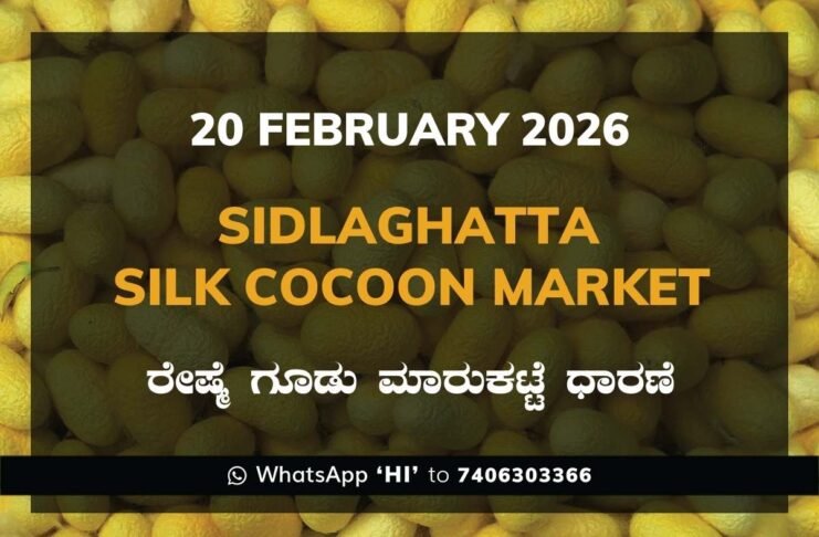 Sidlaghatta Government Silk Cocoon Market Daily Rate Report ಶಿಡ್ಲಘಟ್ಟ ರೇಷ್ಮೆ ಗೂಡು ಮಾರುಕಟ್ಟೆ ಧಾರಣೆ