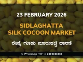 Sidlaghatta Silk Cocoon Market: 23 February 2026 Sidlaghatta Government Silk Cocoon Market Daily Rate Report ಶಿಡ್ಲಘಟ್ಟ ರೇಷ್ಮೆ ಗೂಡು ಮಾರುಕಟ್ಟೆ ಧಾರಣೆ