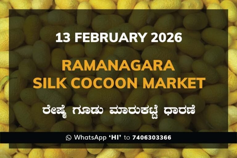 Ramanagara Silk Cocoon Market ರಾಮನಗರ ರೇಷ್ಮೆ ಗೂಡು ಮಾರುಕಟ್ಟೆ ಧಾರಣೆ