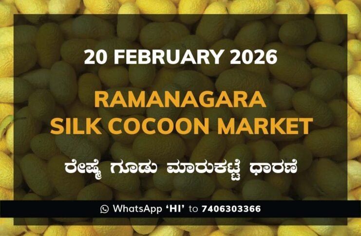 Ramanagara Silk Cocoon Market ರಾಮನಗರ ರೇಷ್ಮೆ ಗೂಡು ಮಾರುಕಟ್ಟೆ ಧಾರಣೆ