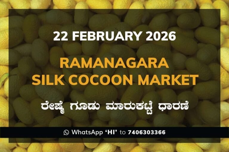 Ramanagara Silk Cocoon Market ರಾಮನಗರ ರೇಷ್ಮೆ ಗೂಡು ಮಾರುಕಟ್ಟೆ ಧಾರಣೆ