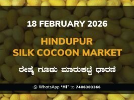 Hindupur Silk Cocoon Market: 18 February 2026 Hindupur Government Silk Cocoon Market Daily Rate Report ಹಿಂದೂಪುರ ರೇಷ್ಮೆ ಗೂಡು ಮಾರುಕಟ್ಟೆ ಧಾರಣೆ