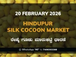 Hindupur Silk Cocoon Market: 20 February 2026 Hindupur Government Silk Cocoon Market Daily Rate Report ಹಿಂದೂಪುರ ರೇಷ್ಮೆ ಗೂಡು ಮಾರುಕಟ್ಟೆ ಧಾರಣೆ
