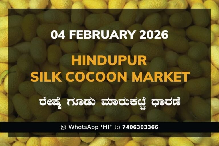 Hindupur Government Silk Cocoon Market Daily Rate Report ಹಿಂದೂಪುರ ರೇಷ್ಮೆ ಗೂಡು ಮಾರುಕಟ್ಟೆ ಧಾರಣೆ
