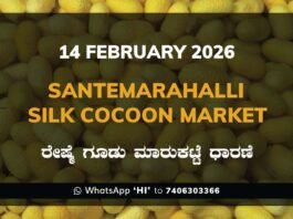 Santemarahalli Silk Cocoon Market: 14 February 2026 Santemarahalli (SM Halli) Government Silk Cocoon Market Daily Rate Report ಸಂತೇಮರಹಳ್ಳಿ ರೇಷ್ಮೆ ಗೂಡು ಮಾರುಕಟ್ಟೆ ಧಾರಣೆ