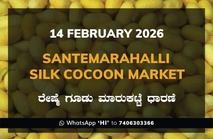 Santemarahalli (SM Halli) Government Silk Cocoon Market Daily Rate Report ಸಂತೇಮರಹಳ್ಳಿ ರೇಷ್ಮೆ ಗೂಡು ಮಾರುಕಟ್ಟೆ ಧಾರಣೆ