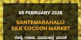 Santemarahalli Silk Cocoon Market: 05 February 2026 Santemarahalli (SM Halli) Government Silk Cocoon Market Daily Rate Report ಸಂತೇಮರಹಳ್ಳಿ ರೇಷ್ಮೆ ಗೂಡು ಮಾರುಕಟ್ಟೆ ಧಾರಣೆ
