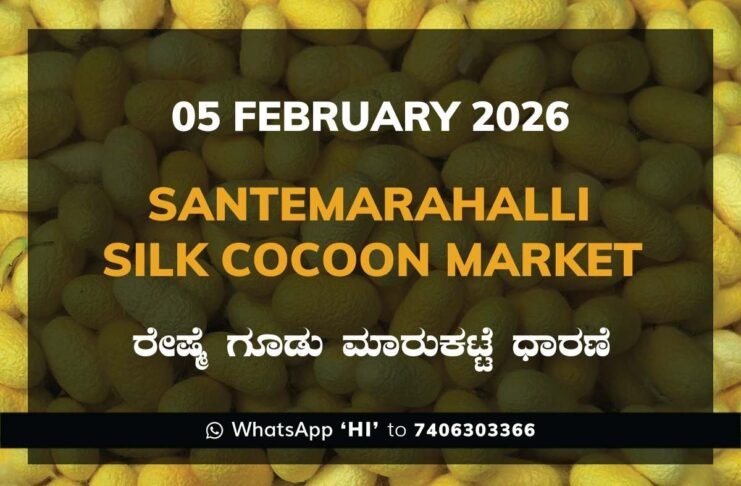 Santemarahalli (SM Halli) Government Silk Cocoon Market Daily Rate Report ಸಂತೇಮರಹಳ್ಳಿ ರೇಷ್ಮೆ ಗೂಡು ಮಾರುಕಟ್ಟೆ ಧಾರಣೆ