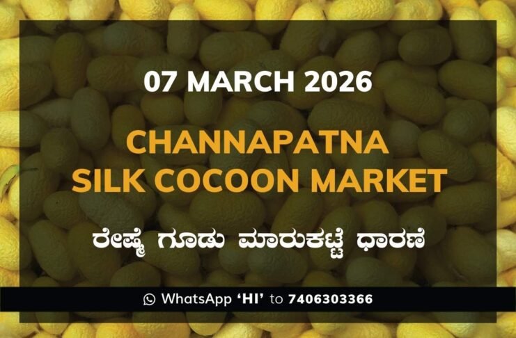 Channapatna Government Silk Cocoon Market Daily Rate Report ಚನ್ನಪಟ್ಟಣ ರೇಷ್ಮೆ ಗೂಡು ಮಾರುಕಟ್ಟೆ ಧಾರಣೆ